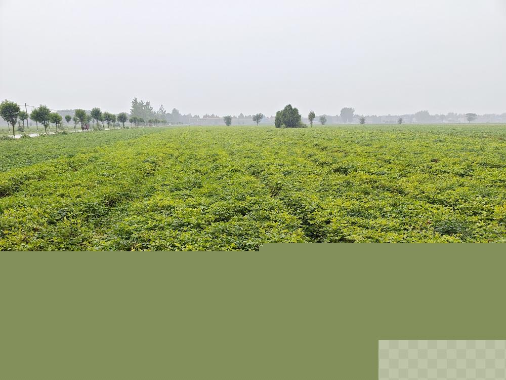 微生物菌剂耦合技术助力花生旱涝灾后保丰收